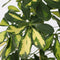 Plant in a Box - Schefflera Dalton - Vingerplant - Groene kamerplant die iets minder licht kan verdragen - Pot 21cm - Hoogte 90-100cm