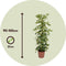 Plant in a Box - Schefflera Dalton - Vingerplant - Groene kamerplant die iets minder licht kan verdragen - Pot 21cm - Hoogte 90-100cm