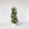 Plant in a Box - Schefflera Dalton - Vingerplant - Groene kamerplant die iets minder licht kan verdragen - Pot 21cm - Hoogte 90-100cm