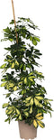 Plant in a Box - Schefflera Dalton - Vingerplant - Groene kamerplant die iets minder licht kan verdragen - Pot 21cm - Hoogte 90-100cm