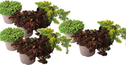 Plant in a Box - Sedum reflexum aurea, reflexum angelina, spurium purpur winter - Mix van 9 - Pot 12cm - Hoogte 10-15cm