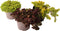 Plant in a Box - Sedum reflexum aurea, reflexum angelina, spurium purpur winter - Mix van 3 - Pot 12cm - Hoogte 10-15cm