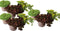 Plant in a Box - Sedum reflexum aurea, reflexum angelina, spurium purpur winter - Mix van 9 - Pot 12cm - Hoogte 10-15cm