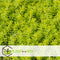 Plant in a Box - Sedum reflexum aurea, reflexum angelina, spurium purpur winter - Mix van 3 - Pot 12cm - Hoogte 10-15cm