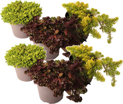 Plant in a Box - Sedum Stonecrop - Mix van 6 - Pot 12cm - Hoogte 10-15cm