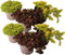 Plant in a Box - Sedum Stonecrop - Mix van 6 - Pot 12cm - Hoogte 10-15cm