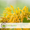 Plant in a Box - Sedum Stonecrop - Mix van 6 - Pot 12cm - Hoogte 10-15cm