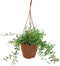 Plant in a Box - Senecio Peregrinus - Hangplant - Kamerplant - Dolfijnenplant - Pot 12cm - Hoogte 10-20cm