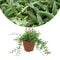Plant in a Box - Senecio Peregrinus - Hangplant - Kamerplant - Dolfijnenplant - Pot 12cm - Hoogte 10-20cm