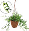 Plant in a Box - Senecio Peregrinus - Hangplant - Kamerplant - Dolfijnenplant - Pot 12cm - Hoogte 10-20cm