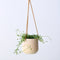 Plant in a Box - Senecio Peregrinus - Hangplant - Kamerplant - Dolfijnenplant - Pot 12cm - Hoogte 10-20cm