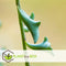 Plant in a Box - Senecio Peregrinus - Hangplant - Kamerplant - Dolfijnenplant - Pot 12cm - Hoogte 10-20cm