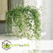 Plant in a Box - Senecio Peregrinus - Hangplant - Kamerplant - Dolfijnenplant - Pot 12cm - Hoogte 10-20cm