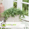 Plant in a Box - Senecio Peregrinus - Hangplant - Kamerplant - Dolfijnenplant - Pot 12cm - Hoogte 10-20cm