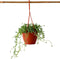 Plant in a Box - Senecio Peregrinus - Hangplant - Kamerplant - Dolfijnenplant - Pot 12cm - Hoogte 10-20cm