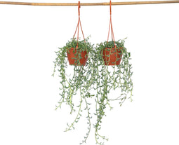 Plant in a Box - Senecio Peregrinus - Set van 2 Hangplanten - Kamerplant - Dolfijnenplant - Pot 12cm - Hoogte 10-20cm