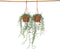 Plant in a Box - Senecio Peregrinus - Set van 2 Hangplanten - Kamerplant - Dolfijnenplant - Pot 12cm - Hoogte 10-20cm