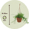 Plant in a Box - Senecio Peregrinus - Set van 2 Hangplanten - Kamerplant - Dolfijnenplant - Pot 12cm - Hoogte 10-20cm