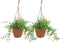 Plant in a Box - Senecio Peregrinus - Set van 2 Hangplanten - Kamerplant - Dolfijnenplant - Pot 12cm - Hoogte 10-20cm