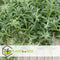 Plant in a Box - Senecio Peregrinus - Set van 2 Hangplanten - Kamerplant - Dolfijnenplant - Pot 12cm - Hoogte 10-20cm