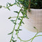 Plant in a Box - Senecio Peregrinus - Set van 2 Hangplanten - Kamerplant - Dolfijnenplant - Pot 12cm - Hoogte 10-20cm