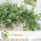 Plant in a Box - Senecio Peregrinus - Set van 2 Hangplanten - Kamerplant - Dolfijnenplant - Pot 12cm - Hoogte 10-20cm