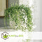 Plant in a Box - Senecio Peregrinus - Set van 2 Hangplanten - Kamerplant - Dolfijnenplant - Pot 12cm - Hoogte 10-20cm