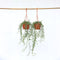 Plant in a Box - Senecio Peregrinus - Set van 2 Hangplanten - Kamerplant - Dolfijnenplant - Pot 12cm - Hoogte 10-20cm
