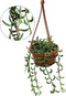 Plant in a Box - Senecio Radicans - String of Bananas - Hangplant - Groene kamerplant - Pot 12cm - Hoogte 10-20cm