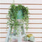 Plant in a Box - Senecio Radicans - String of Bananas - Hangplant - Groene kamerplant - Pot 12cm - Hoogte 10-20cm