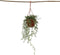 Plant in a Box - Senecio Radicans - String of Bananas - Hangplant - Groene kamerplant - Pot 12cm - Hoogte 10-20cm