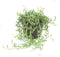 Plant in a Box - Senecio Radicans - String of Bananas - Hangplant - Groene kamerplant - Pot 12cm - Hoogte 10-20cm