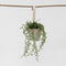 Plant in a Box - Senecio Radicans - String of Bananas - Hangplant - Groene kamerplant - Pot 12cm - Hoogte 10-20cm