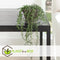 Plant in a Box - Senecio Radicans - String of Bananas - Hangplant - Groene kamerplant - Pot 12cm - Hoogte 10-20cm