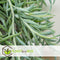 Plant in a Box - Senecio Radicans - String of Bananas - Hangplant - Groene kamerplant - Pot 12cm - Hoogte 10-20cm