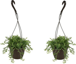 Plant in a Box - Senecio Radicans - String of Bananas - Set van 2 Hangplanten - Groene kamerplant - Pot 12cm - Hoogte 10-20cm