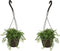 Plant in a Box - Senecio Radicans - String of Bananas - Set van 2 Hangplanten - Groene kamerplant - Pot 12cm - Hoogte 10-20cm