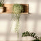 Plant in a Box - Senecio Radicans - String of Bananas - Set van 2 Hangplanten - Groene kamerplant - Pot 12cm - Hoogte 10-20cm