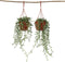 Plant in a Box - Senecio Radicans - String of Bananas - Set van 2 Hangplanten - Groene kamerplant - Pot 12cm - Hoogte 10-20cm