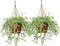 Plant in a Box - Senecio Radicans - String of Bananas - Set van 2 Hangplanten - Groene kamerplant - Pot 12cm - Hoogte 10-20cm