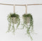Plant in a Box - Senecio Radicans - String of Bananas - Set van 2 Hangplanten - Groene kamerplant - Pot 12cm - Hoogte 10-20cm
