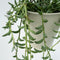 Plant in a Box - Senecio Radicans - String of Bananas - Set van 2 Hangplanten - Groene kamerplant - Pot 12cm - Hoogte 10-20cm