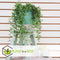 Plant in a Box - Senecio Radicans - String of Bananas - Set van 2 Hangplanten - Groene kamerplant - Pot 12cm - Hoogte 10-20cm