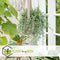 Plant in a Box - Senecio Radicans - String of Bananas - Set van 2 Hangplanten - Groene kamerplant - Pot 12cm - Hoogte 10-20cm
