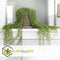 Plant in a Box - Senecio Radicans - String of Bananas - Set van 2 Hangplanten - Groene kamerplant - Pot 12cm - Hoogte 10-20cm