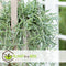 Plant in a Box - Senecio Radicans - String of Bananas - Set van 2 Hangplanten - Groene kamerplant - Pot 12cm - Hoogte 10-20cm