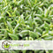 Plant in a Box - Senecio Radicans - String of Bananas - Set van 2 Hangplanten - Groene kamerplant - Pot 12cm - Hoogte 10-20cm