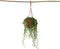 Plant in a Box - Senecio Rowleyanus 'String of Pearls' - Erwtenplant - Hangplant - Kamerplant - Pot 12 - Hoogte 10-20cm