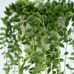Plant in a Box - Senecio Rowleyanus 'String of Pearls' - Set van 2 - Erwtenplant - Hangplant - Kamerplant - Pot 12 - Hoogte 10-20cm