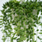 Plant in a Box - Senecio Rowleyanus 'String of Pearls' - Set van 2 - Erwtenplant - Hangplant - Kamerplant - Pot 12 - Hoogte 10-20cm